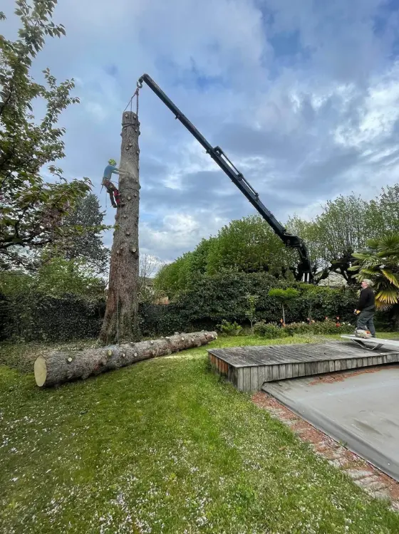 Abattage d'un arbres avec une grue