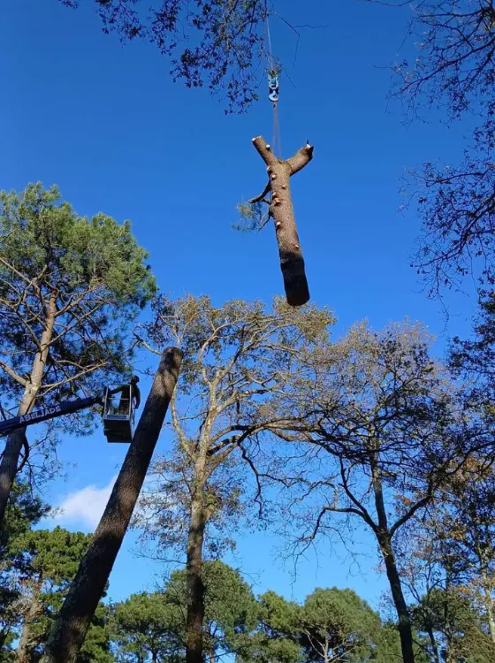 Démontage d'un arbre avec système de rétention