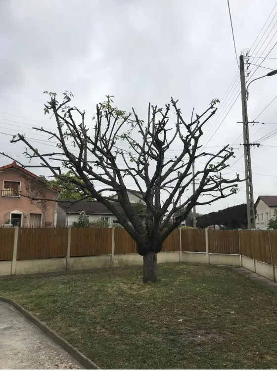 Grimpeur élagueur effectuant une taille de précision