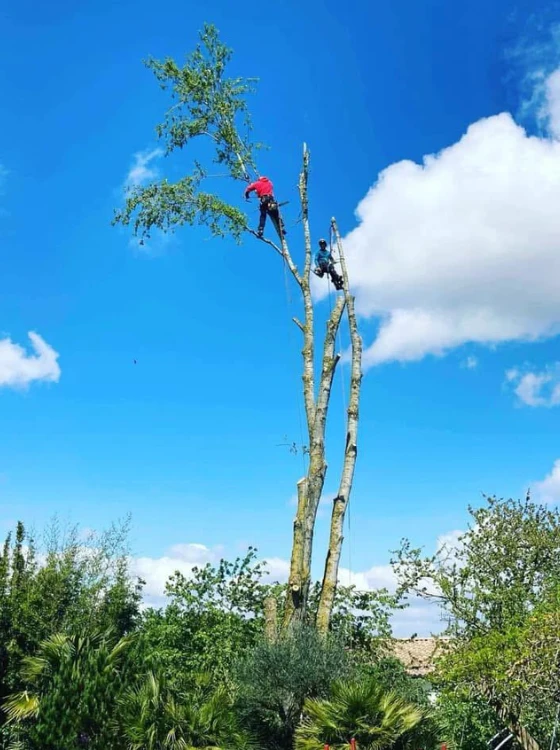 Élagueur grimpeur à 30 mètres de hauteur