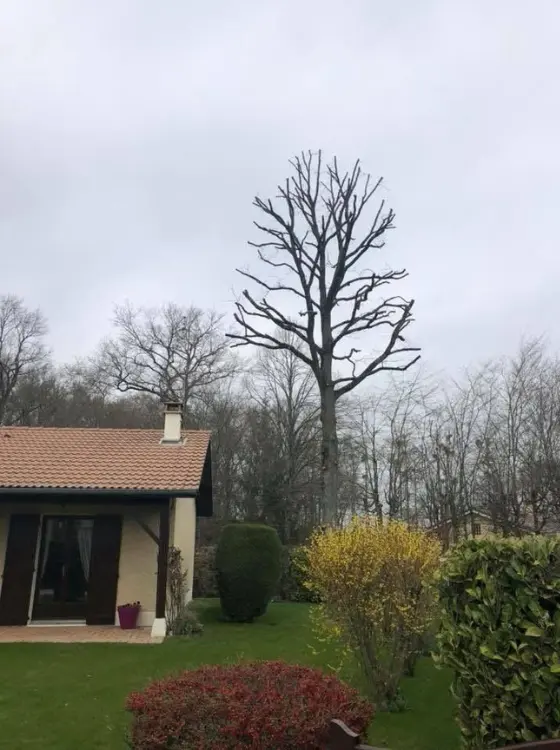 Création d'espace vert de prestige