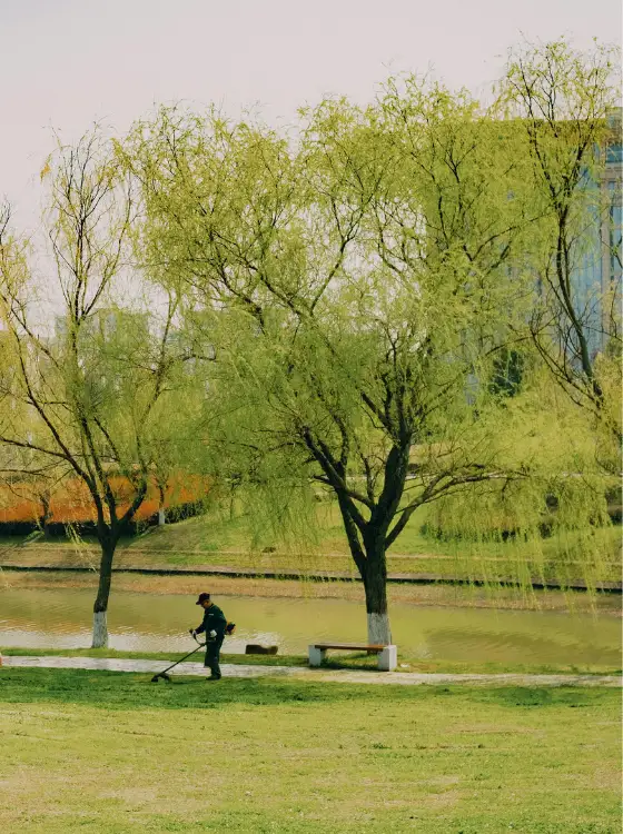 Terrain débroussaillé et mis en sécurité contre les incendies