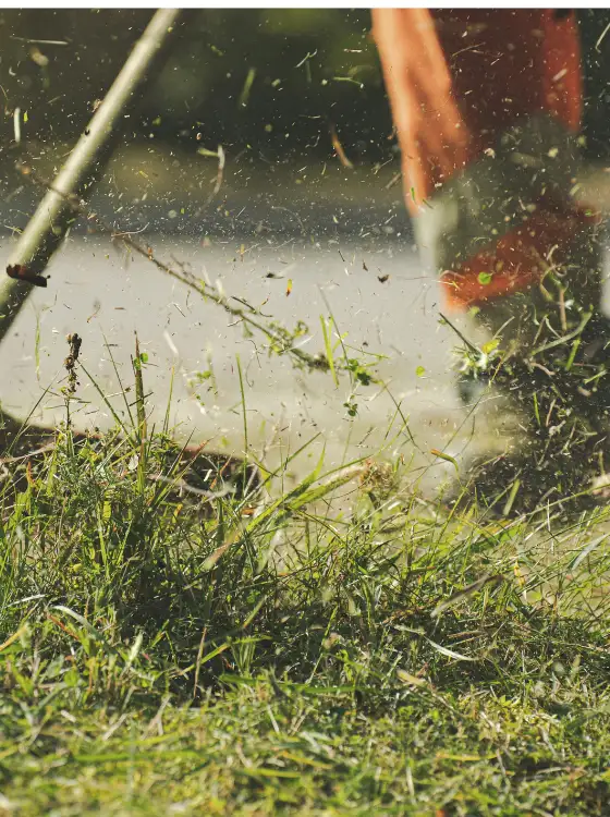 Sous-bois après un débroussaillage professionnel