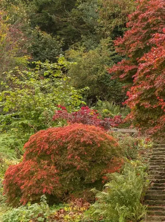 Finition technique de plantation
