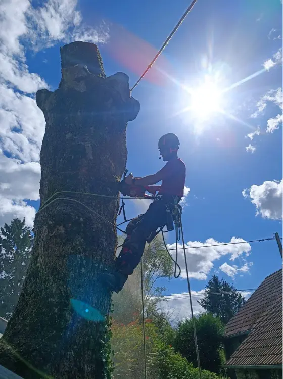 Expertise dans tout les typdes d'elagage