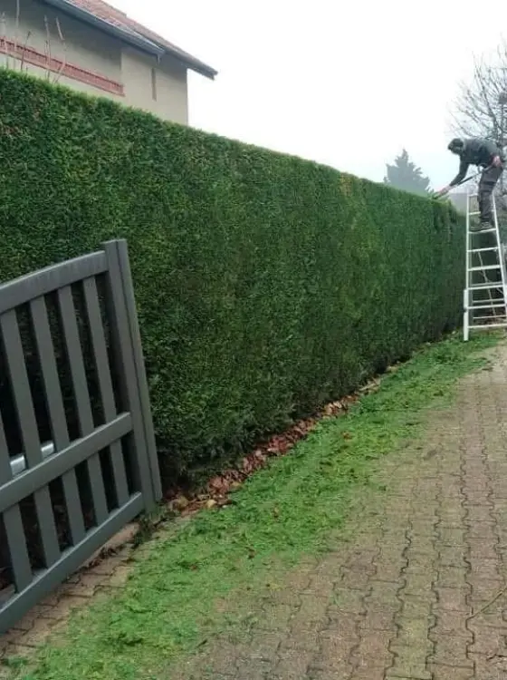 Taille de haie de précision avec cordeau