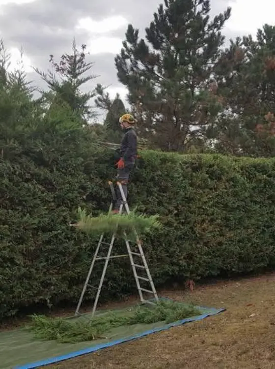 Nettoyage de jardin après taille